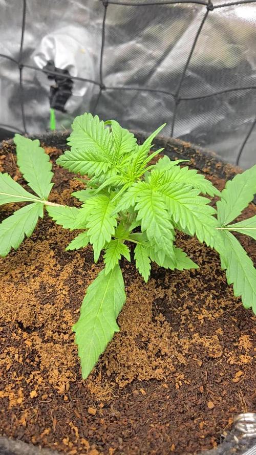 Frostbanger Sponsored by Fastbuds