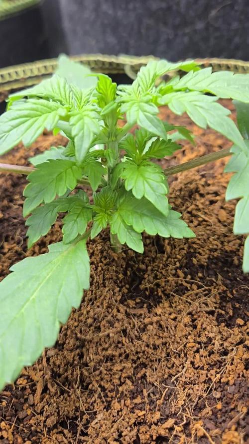 LemonCherryGelato Sponsored by Zamnesia