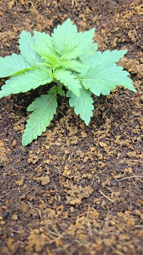 Nevilles Haze by Spliffseeds