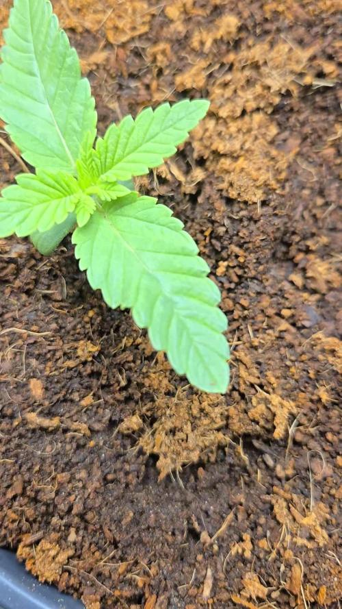 Gorilla Melon Sponsored by Fastbuds