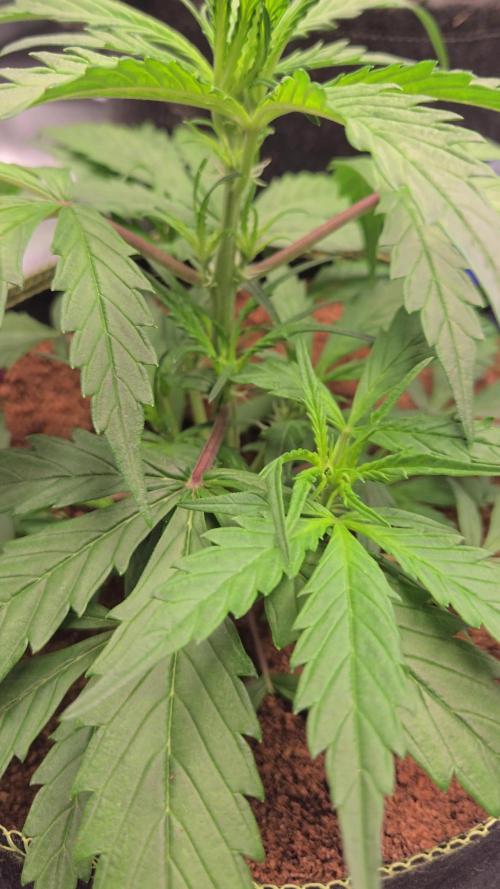 Pablo Escobar Sponsored by Divine Seeds