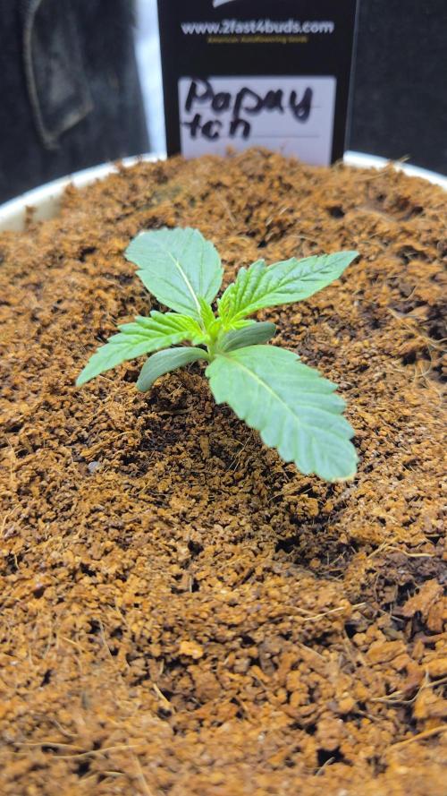 🏀 Papayton🏀 Sponsored by Fastbuds