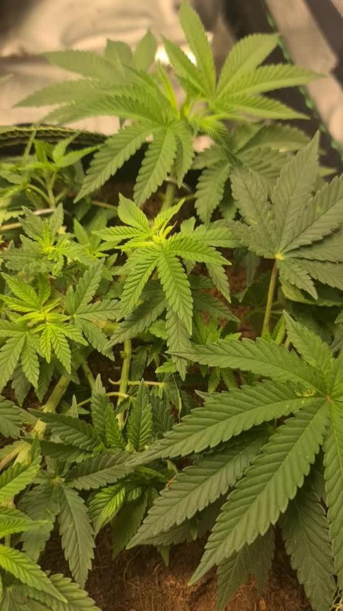 Gorilla Melon Sponsored by Fastbuds