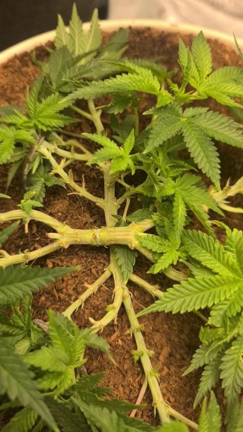 Lemon Mandarine Sponsored by Fastbuds