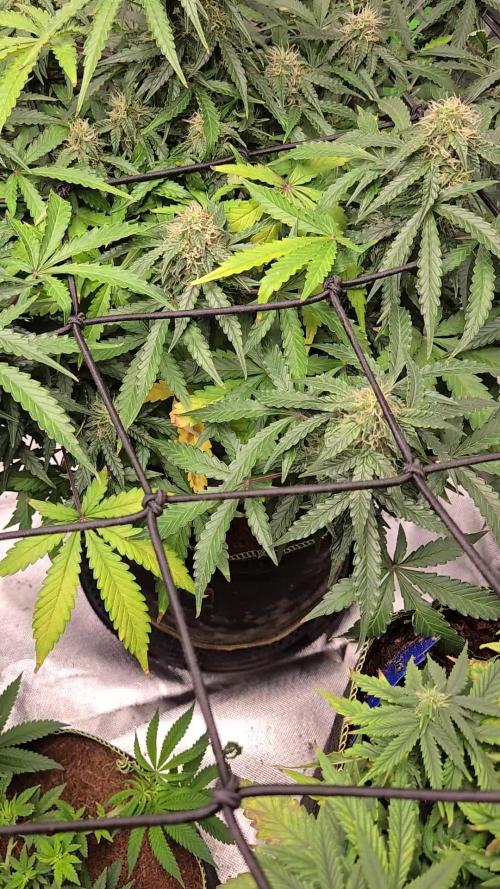 LemonCherryGelato Sponsored by Zamnesia