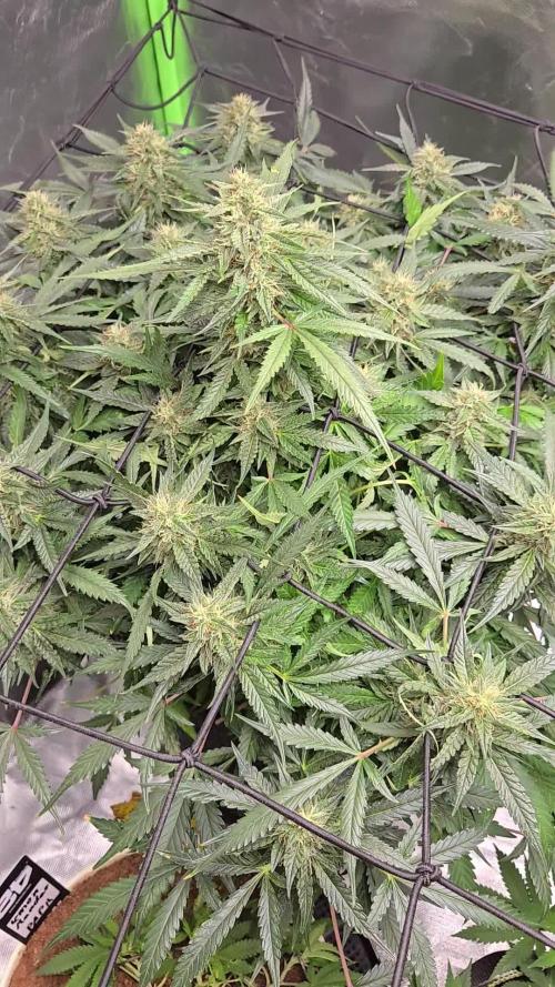 Frostbanger Sponsored by Fastbuds