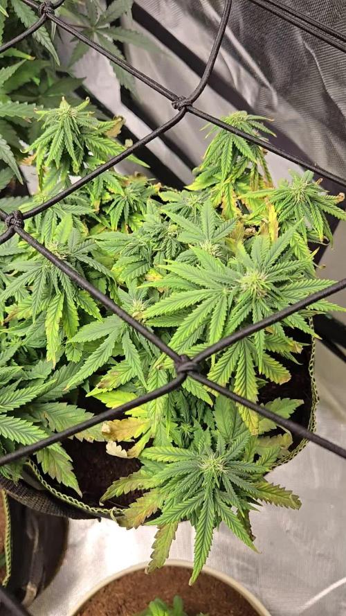 Nevilles Haze by Spliffseeds