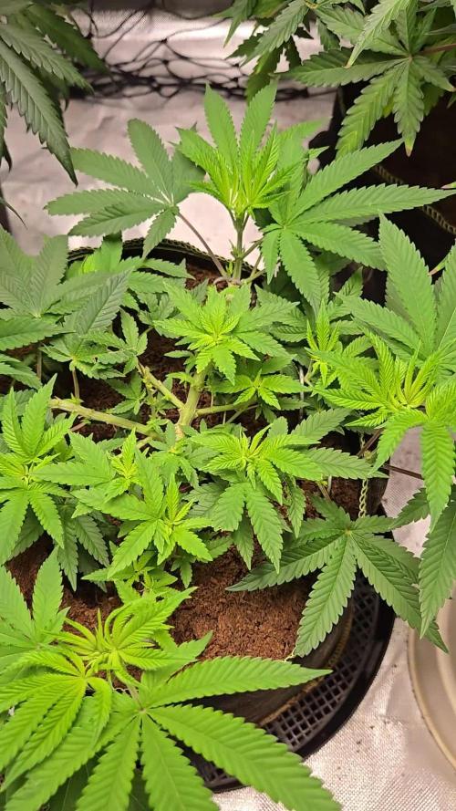 Gorilla Melon Sponsored by Fastbuds
