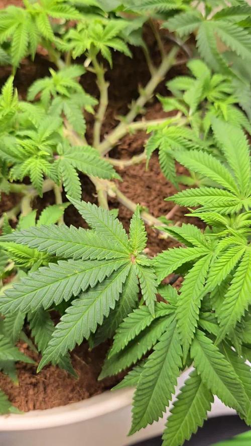 Lemon Mandarine Sponsored by Fastbuds