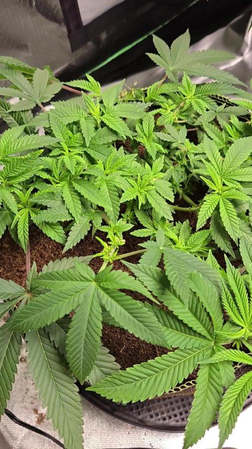 Gorilla Melon Sponsored by Fastbuds