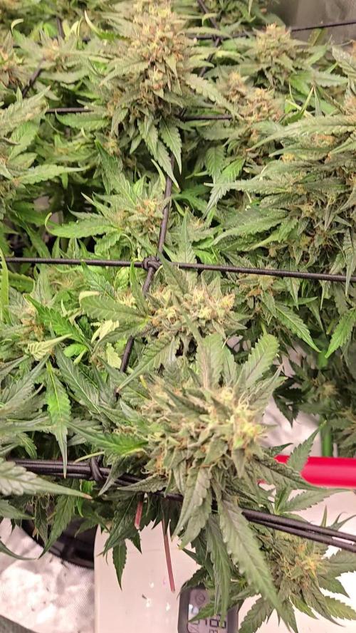 Frostbanger Sponsored by Fastbuds