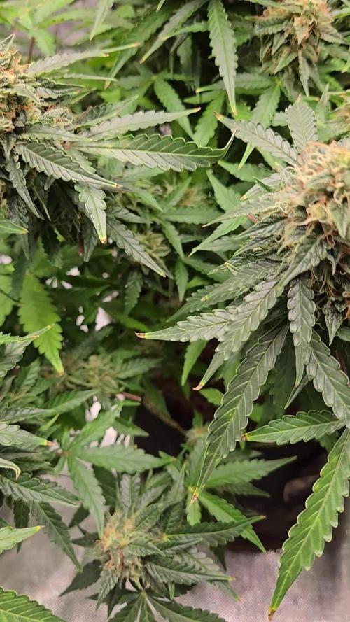 LemonCherryGelato Sponsored by Zamnesia