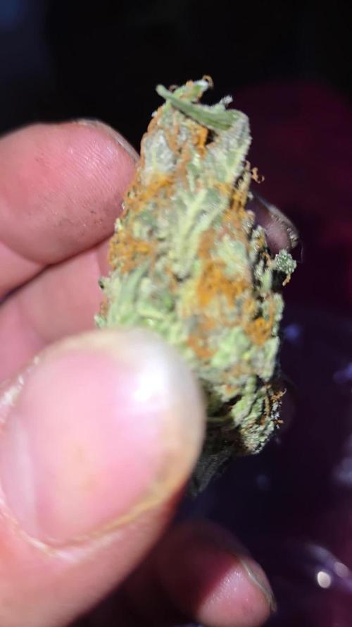 Frostbanger Sponsored by Fastbuds