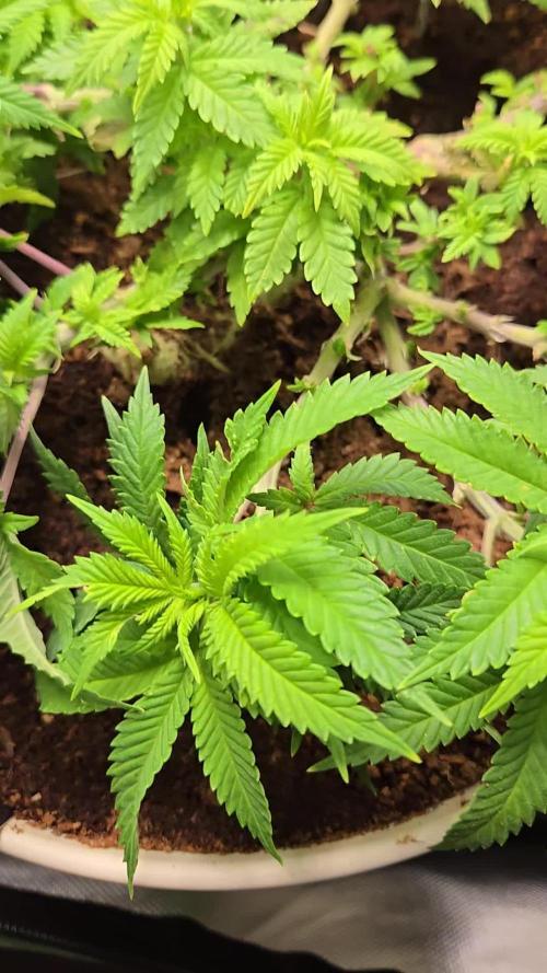 Lemon Mandarine Sponsored by Fastbuds