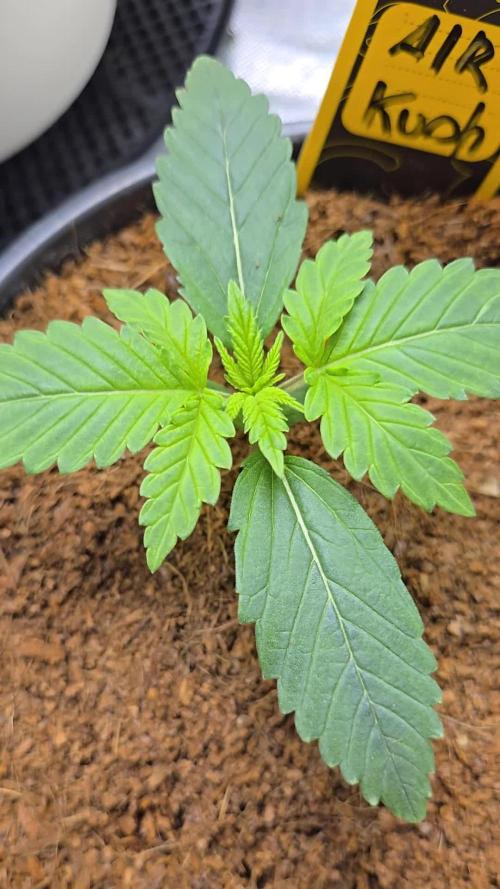 Air Kush by Adonhusa Genetics