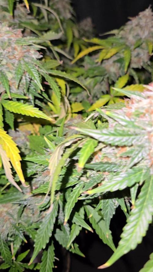 Lemon🍋Cherry🍒Gelato🍦