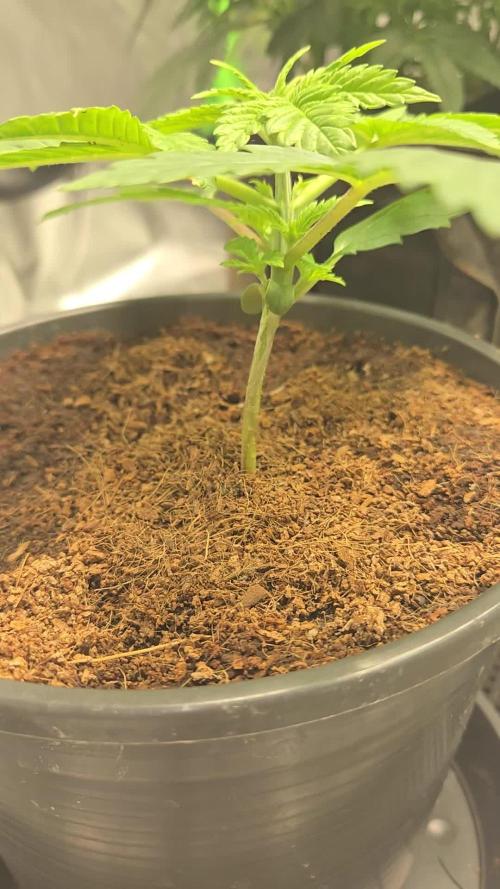 Air Kush by Adonhusa Genetics