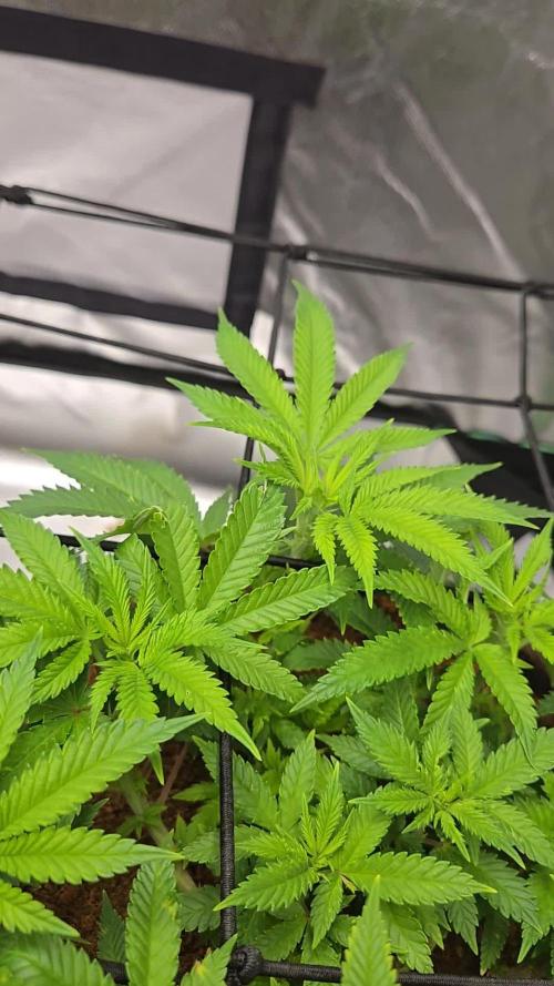 🍋Lemon Mandarine🍊