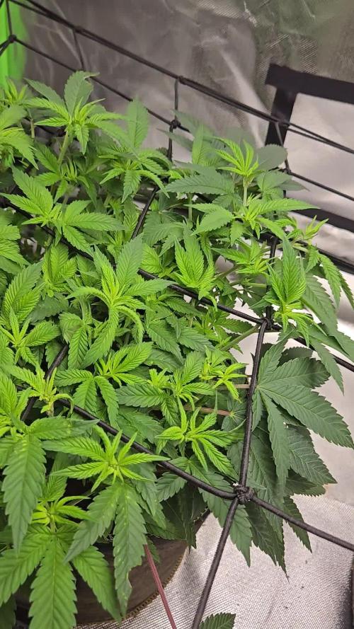 🦍Gorilla Melon🍉