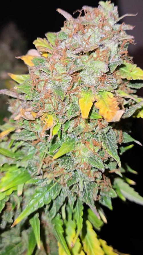 Lemon🍋Cherry🍒Gelato🍦