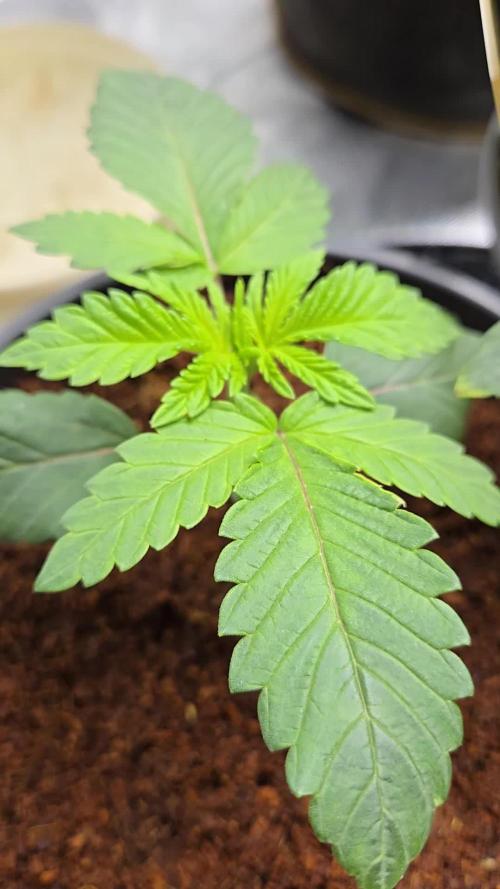 🍋 Super Lemon Haze × 🌌 RS11