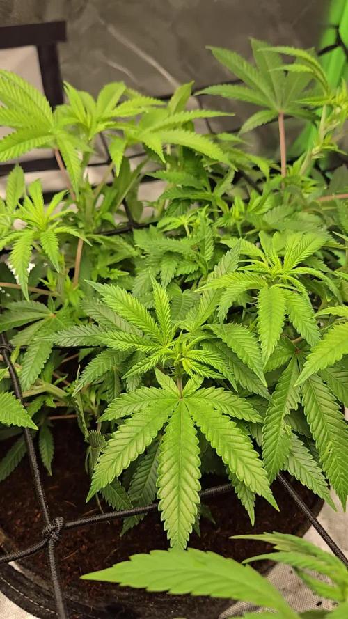 🍋Lemon Mandarine🍊