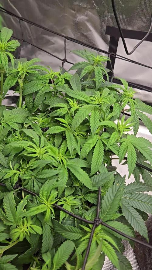 🦍Gorilla Melon🍉
