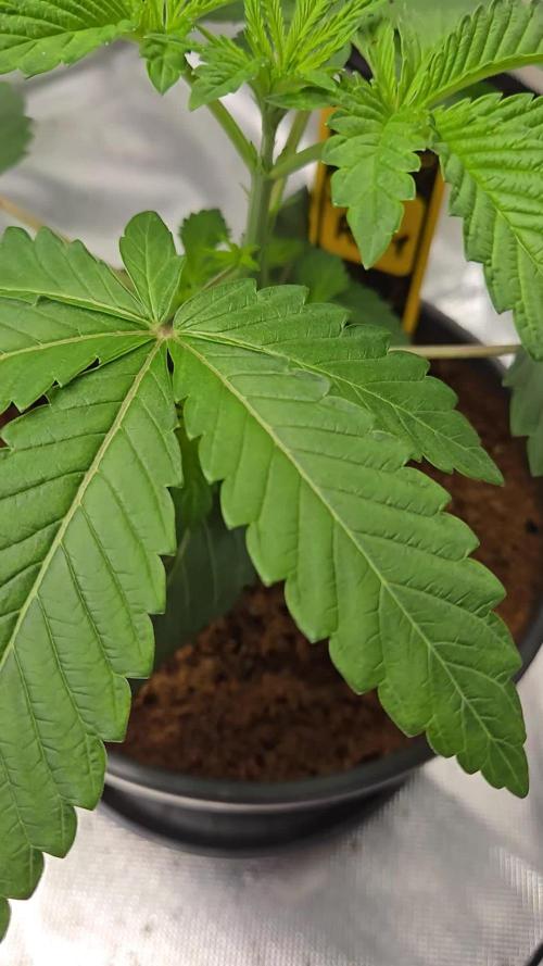 π Super Lemon Haze Γ π RS11