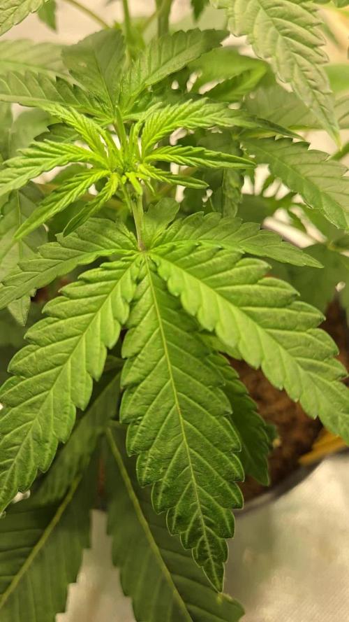 Air Kush by Adonhusa Genetics