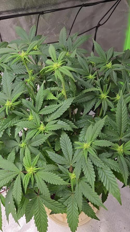 🍋Lemon Mandarine🍊