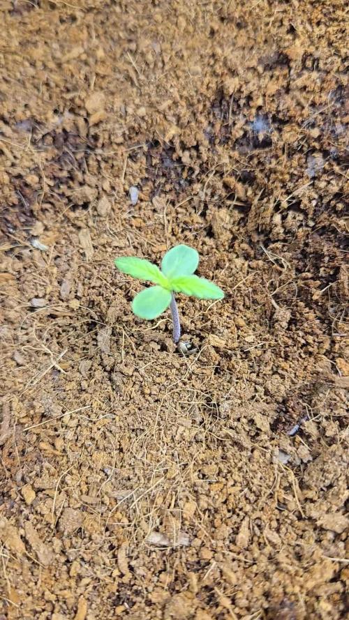 🐺Animal Mints 🚀Community Grow🚀