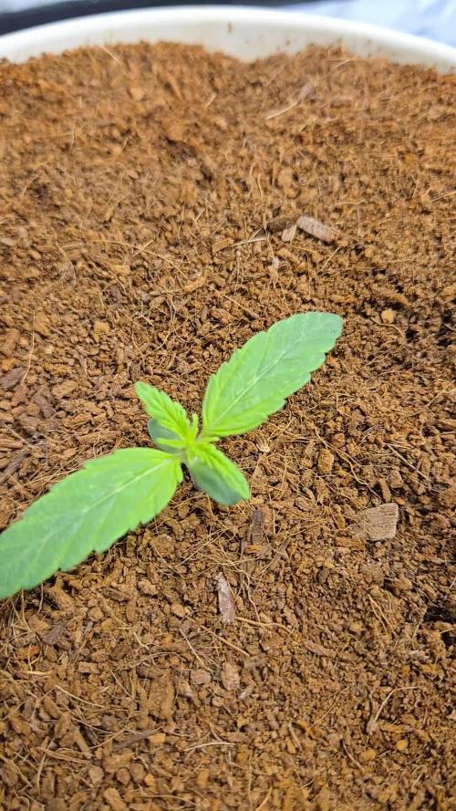 🐺Animal Mints 🚀Community Grow🚀