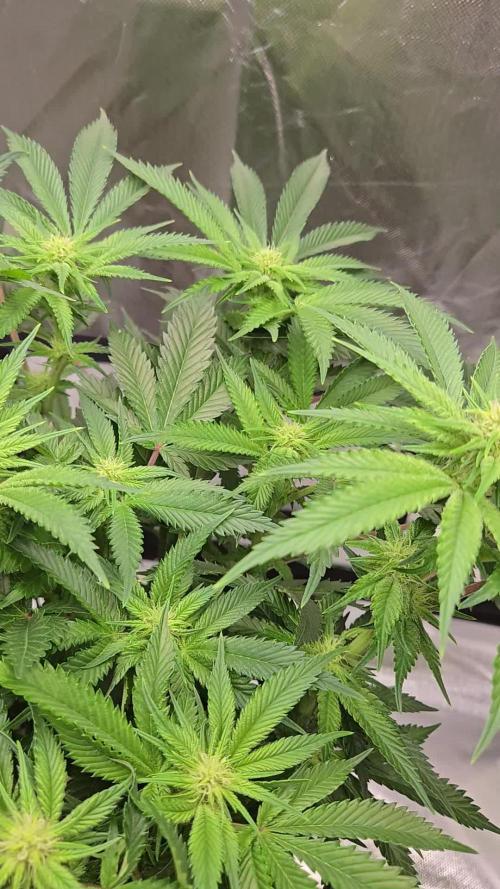 🍋Lemon Mandarine🍊