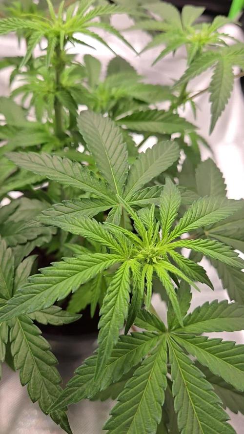 Air Kush by Adonhusa Genetics