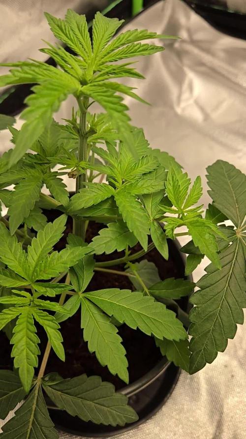 π Super Lemon Haze Γ π RS11