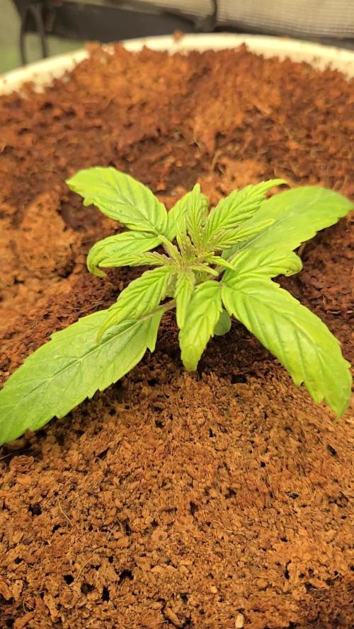 🐺Animal Mints 🚀Community Grow🚀