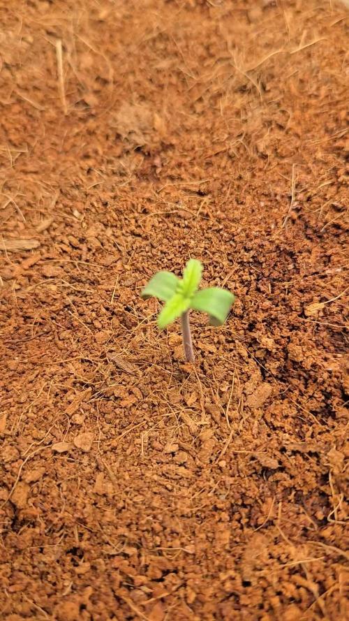 Permanent Jealousy XL Auto