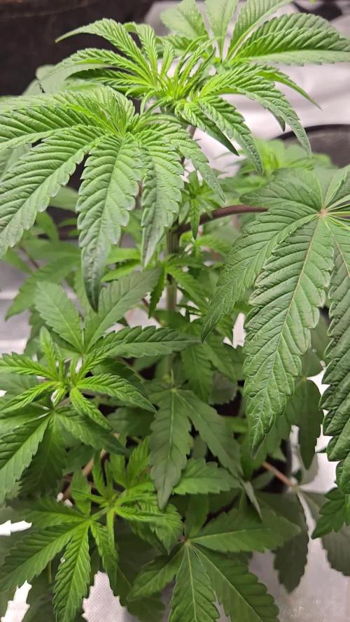 🍋 Super Lemon Haze × 🌌 RS11