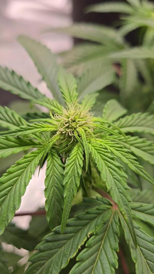 Air Kush by Adonhusa Genetics