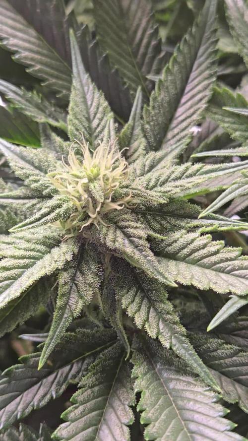 🍋Lemon Mandarine🍊