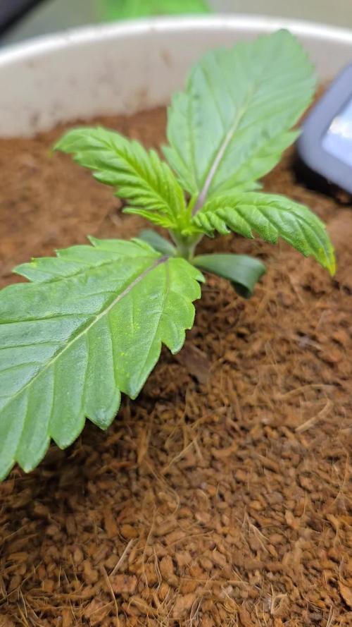 Permanent Jealousy XL Auto