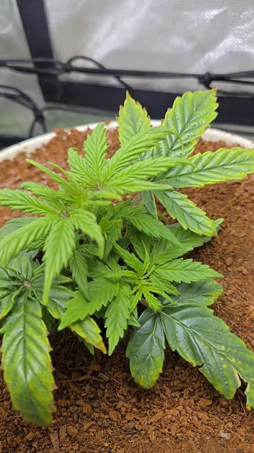 🐺Animal Mints 🚀Community Grow🚀