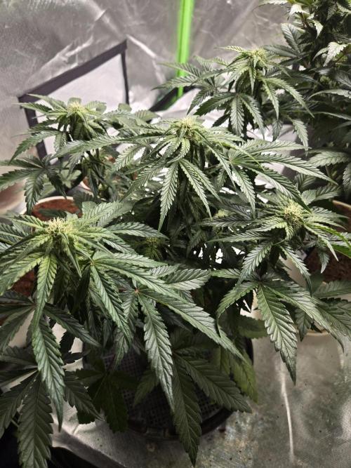 Air Kush by Adonhusa Genetics. Week 8