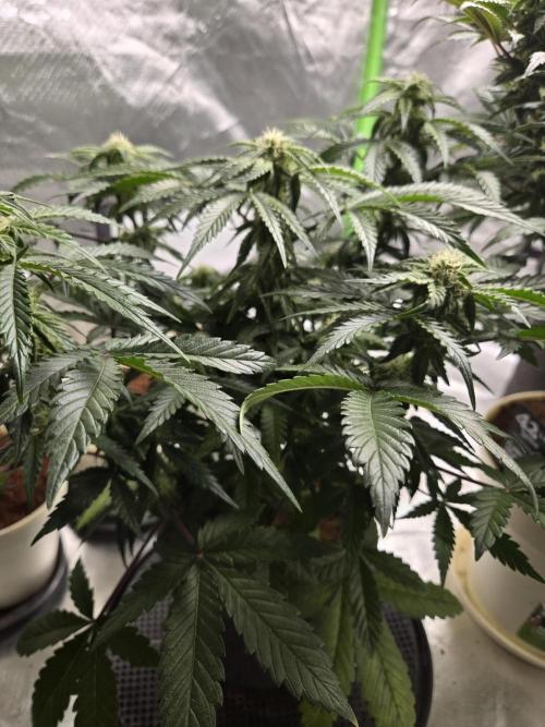 Air Kush by Adonhusa Genetics. Week 8