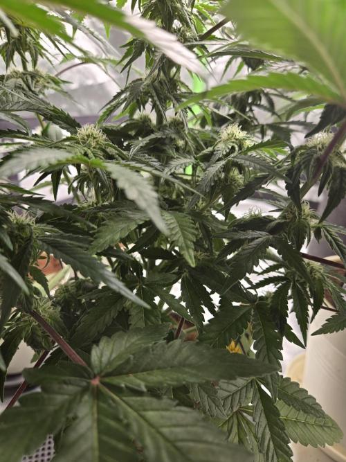 Air Kush by Adonhusa Genetics. Week 8