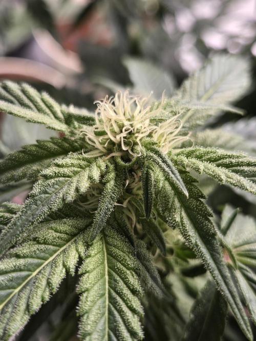 Air Kush by Adonhusa Genetics. Week 8