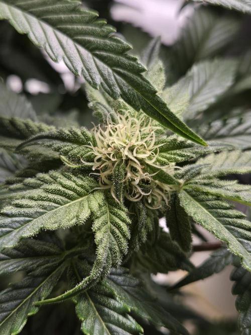 Air Kush by Adonhusa Genetics. Week 8