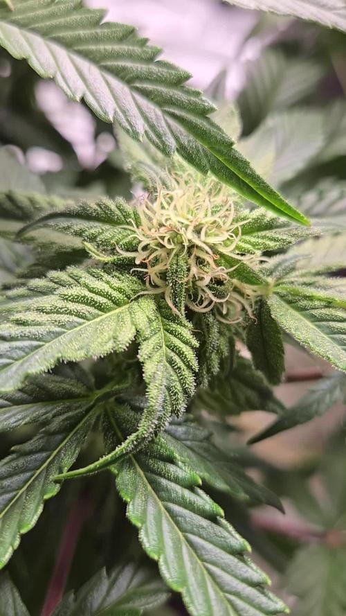 Air Kush by Adonhusa Genetics