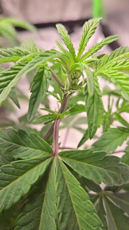 π Super Lemon Haze Γ π RS11