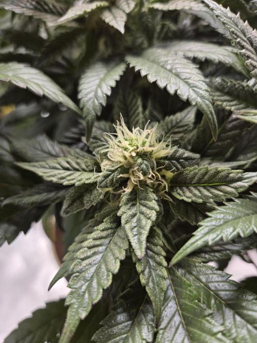 🏀 Papayton🏀. Week 15